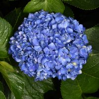 Dark Blue Hydrangea