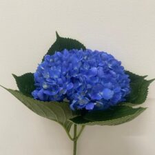 Dark Blue hydrangea