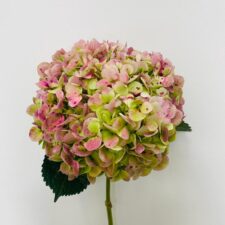 Antique Green Pink