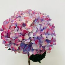 Bicolor Lilac Pink