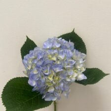 Blue hydrangea