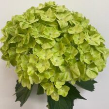 Lemon green