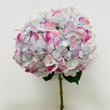white pink Bicolor